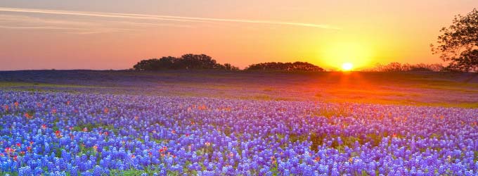 campo di lavanda al tramonto